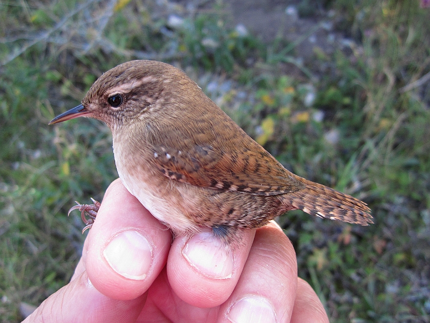 Winter Wren, Sundre 20120829